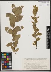 Foto von Salix syrticola Fernald